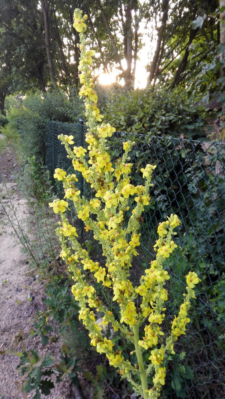 Verbascum speciosum habit