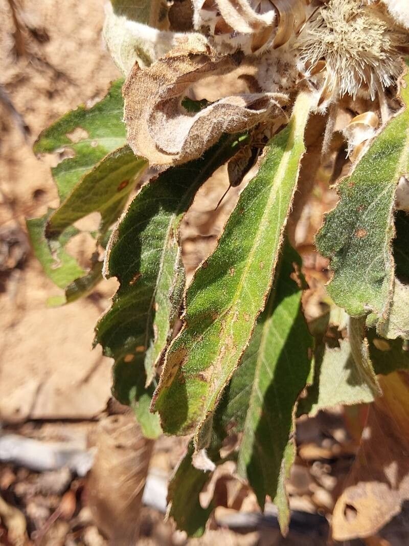 Vernonia cephalophora leaf