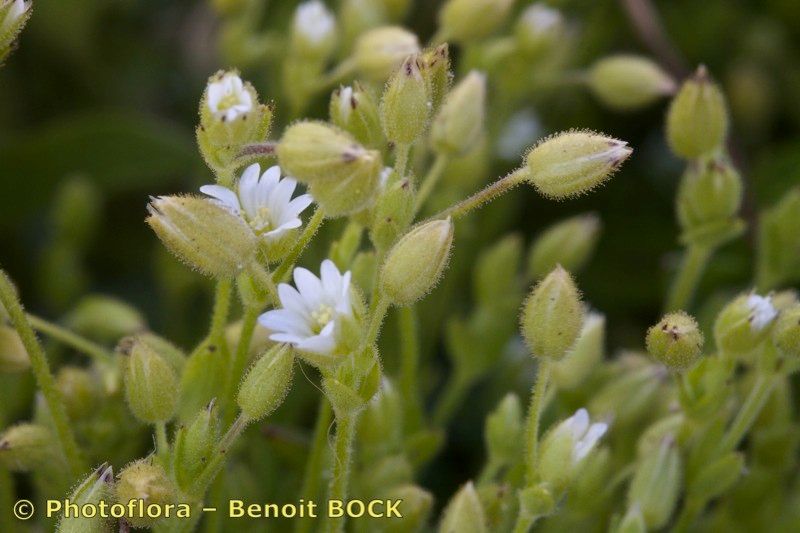 Cerastium gracile other