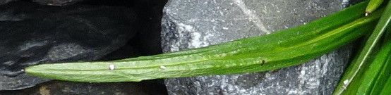 Senecio comosus — search result for 'Senecio'