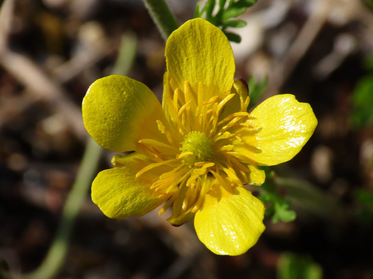 Ranunculus millefoliatus flower