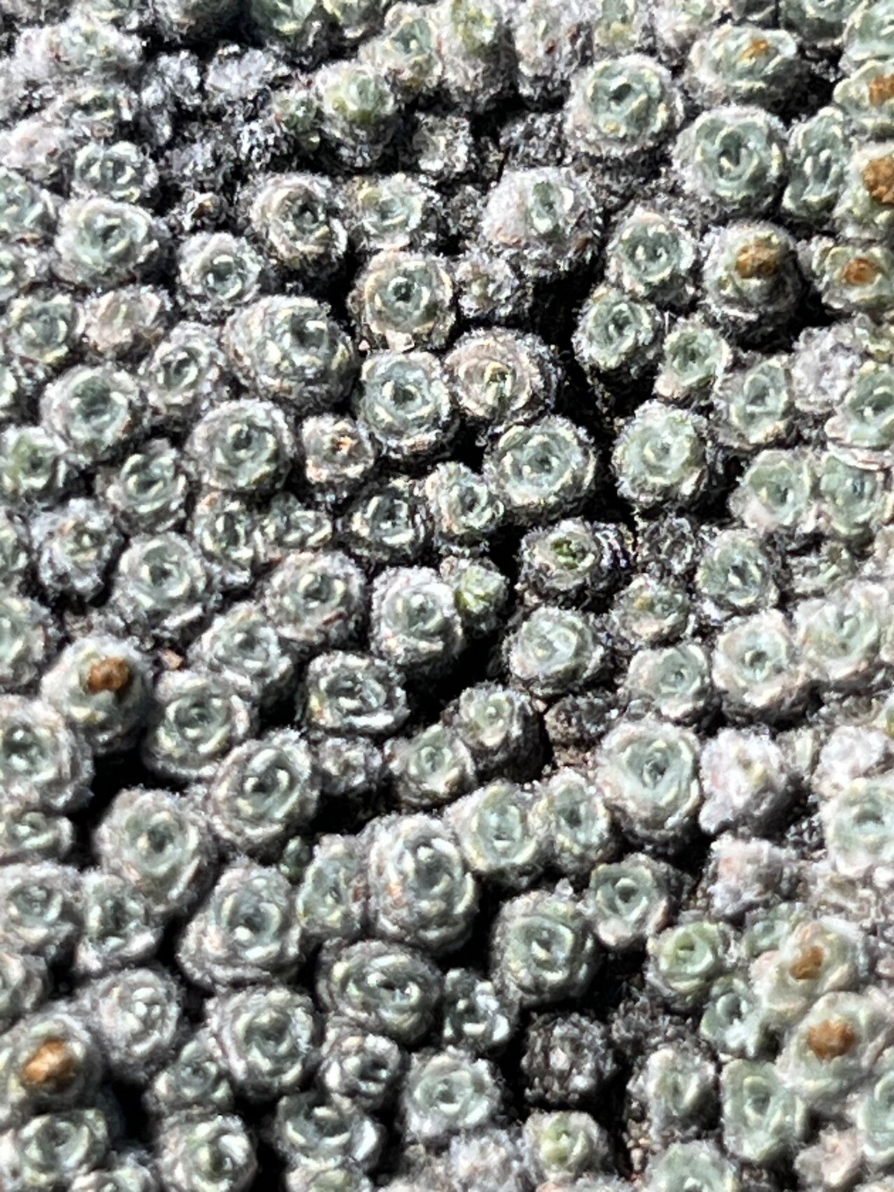 Mniodes andina — related species from the same genus