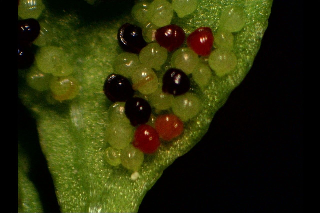 Anogramma leptophylla fruit