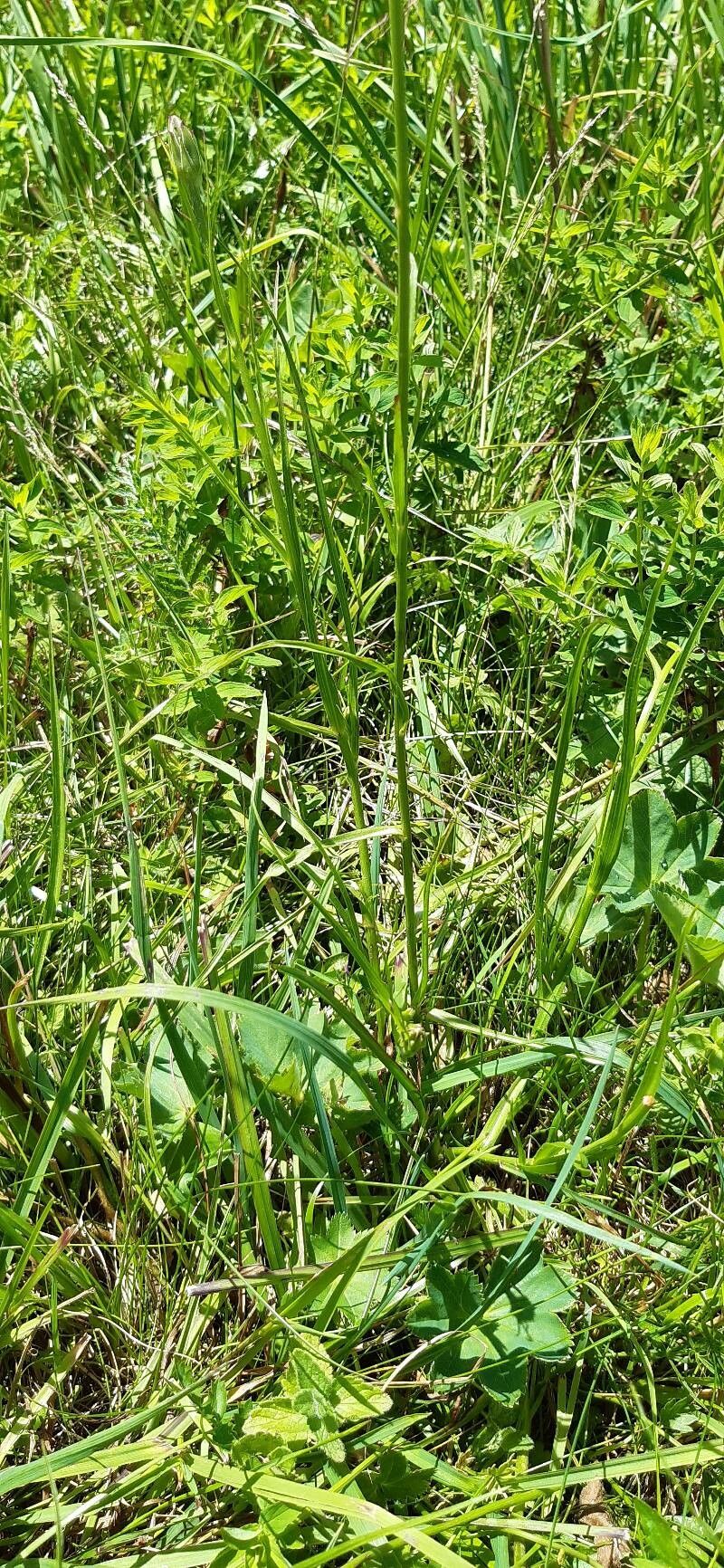 Scorzonera rosea leaf