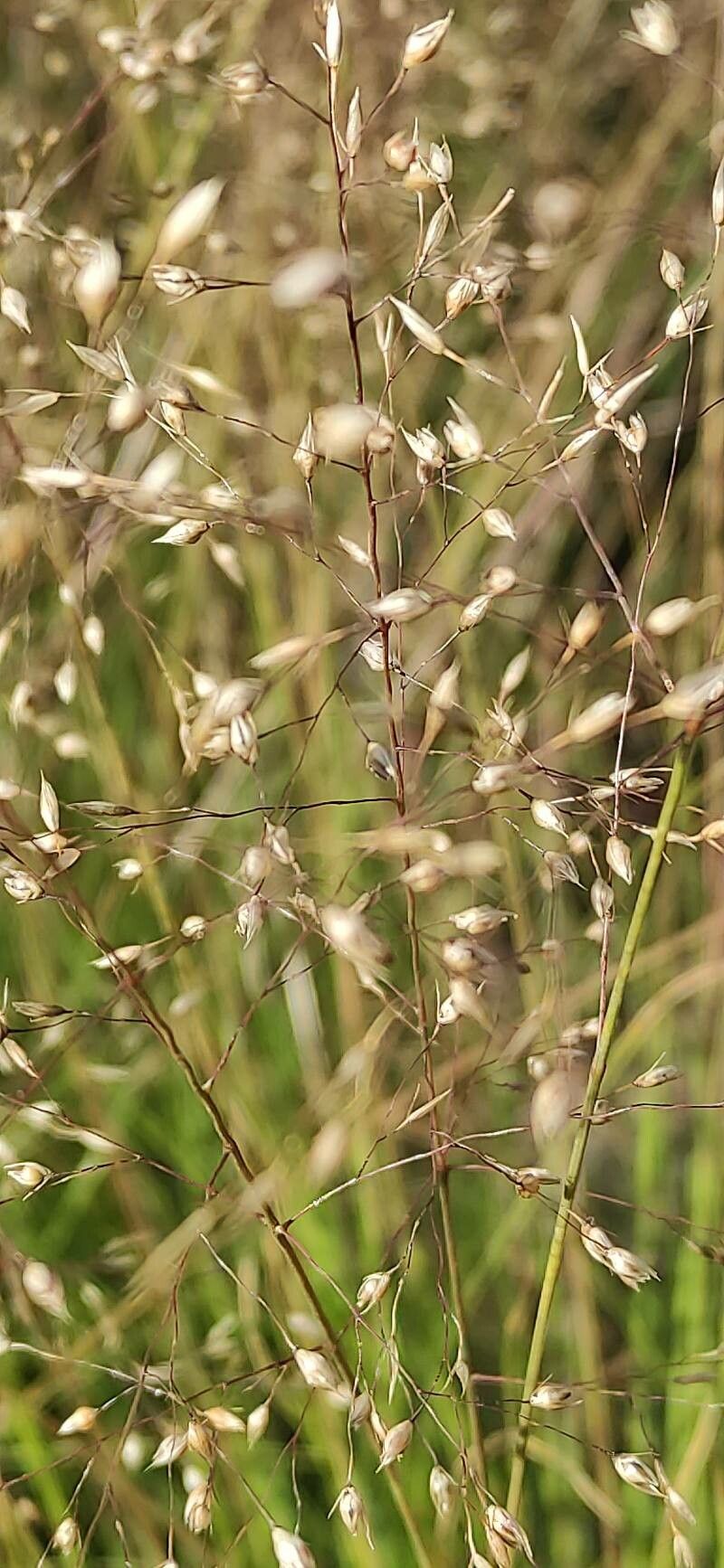 Sporobolus heterolepis flower