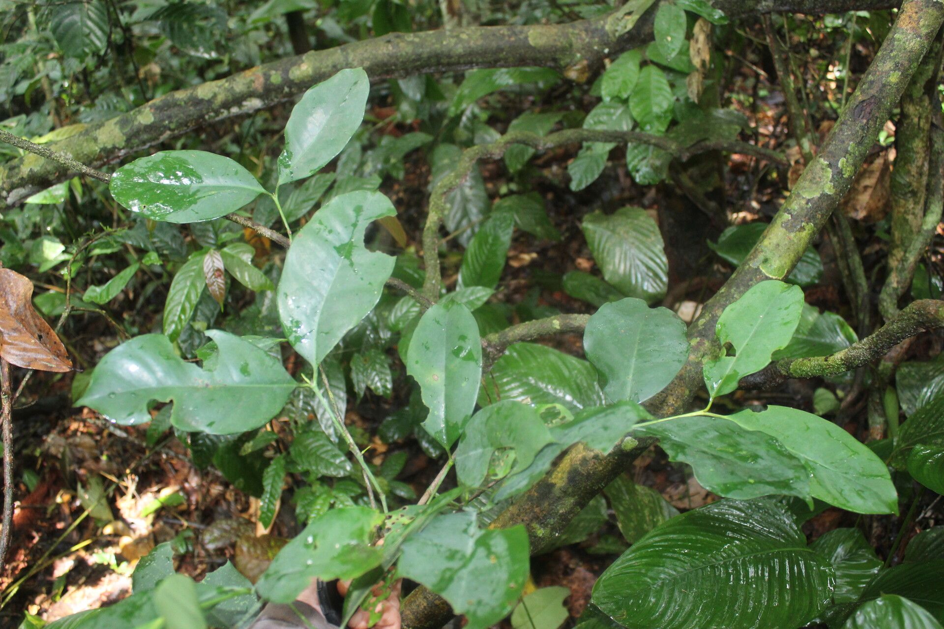 Garcinia preussii habit