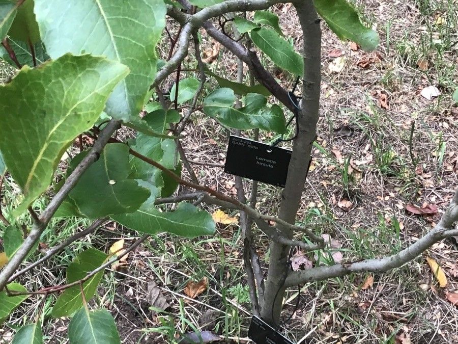 Lomatia hirsuta bark