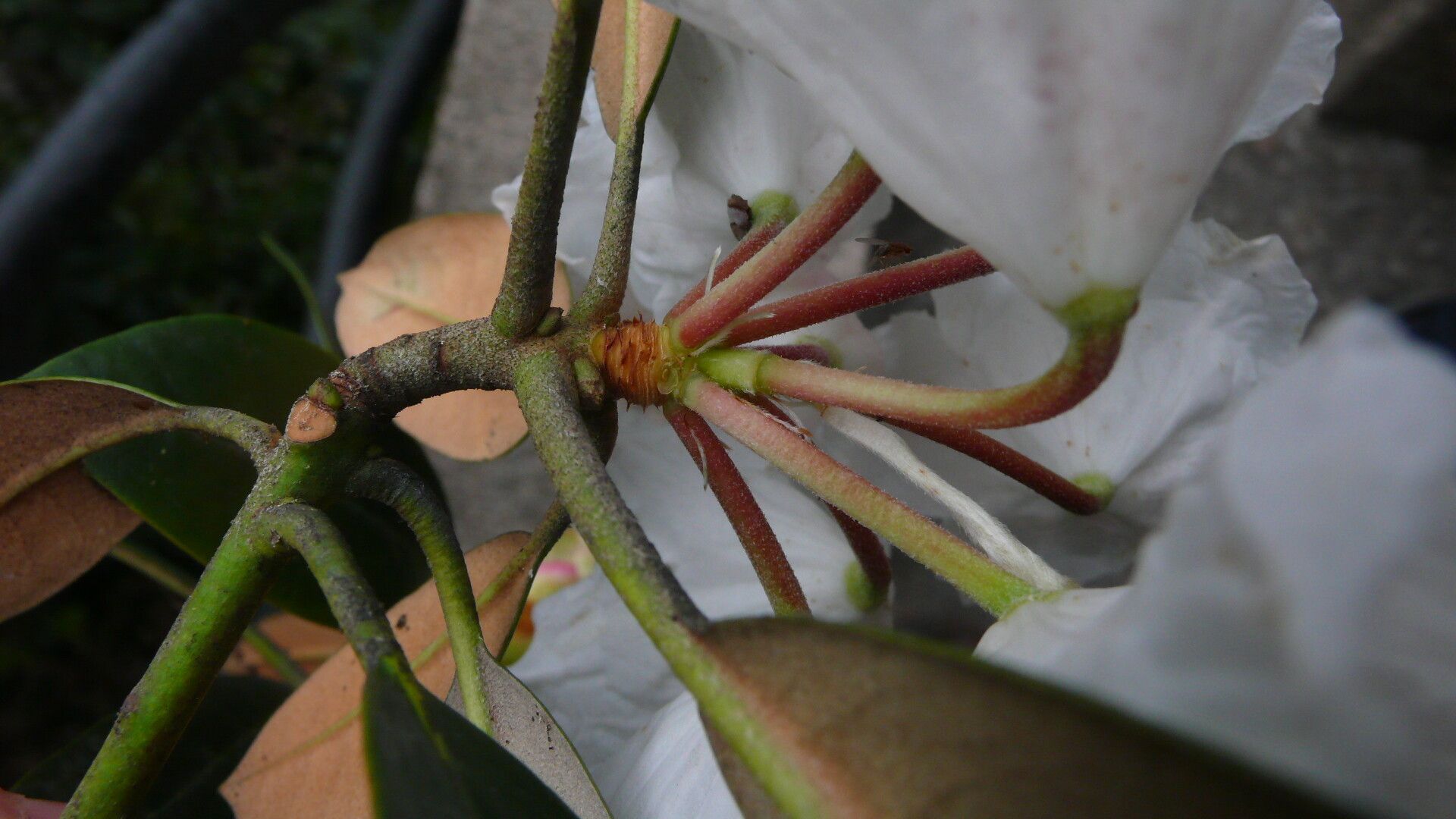 Rhododendron simiarum flower