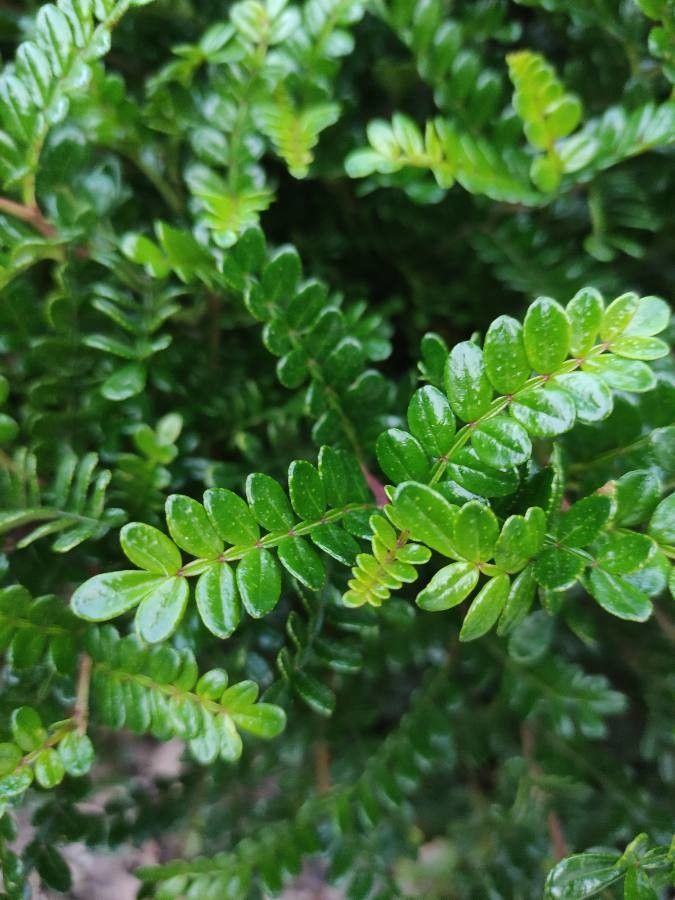 Zanthoxylum myriacanthum — search result for 'Rutaceae'