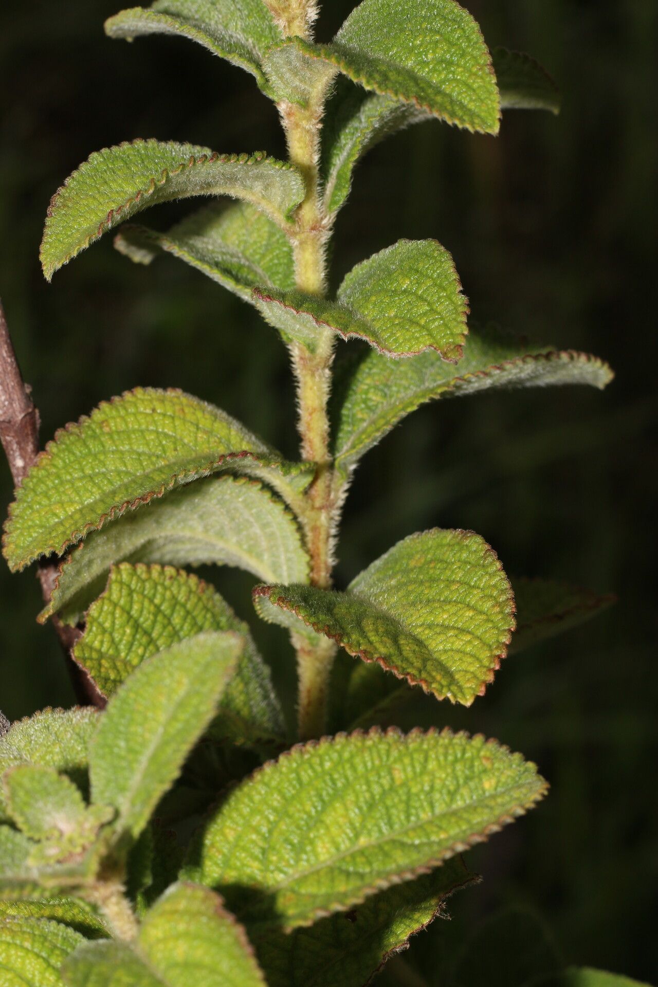 Hyptis brachiata leaf