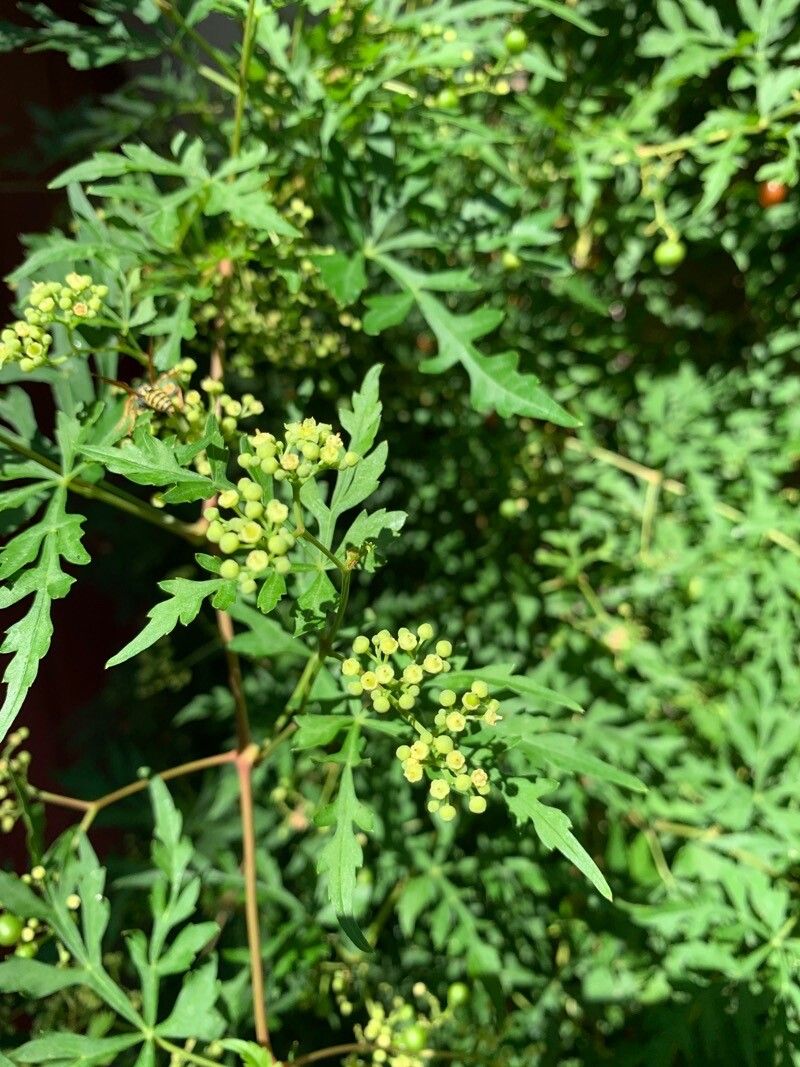 Ampelopsis aconitifolia flower