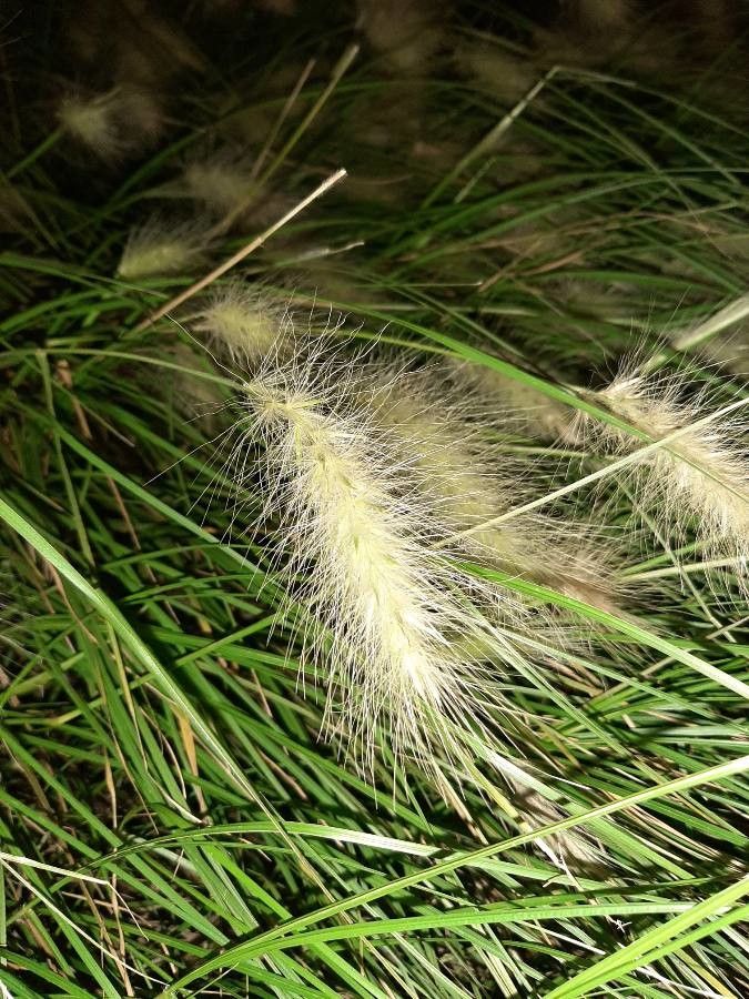 Cenchrus longisetus fruit