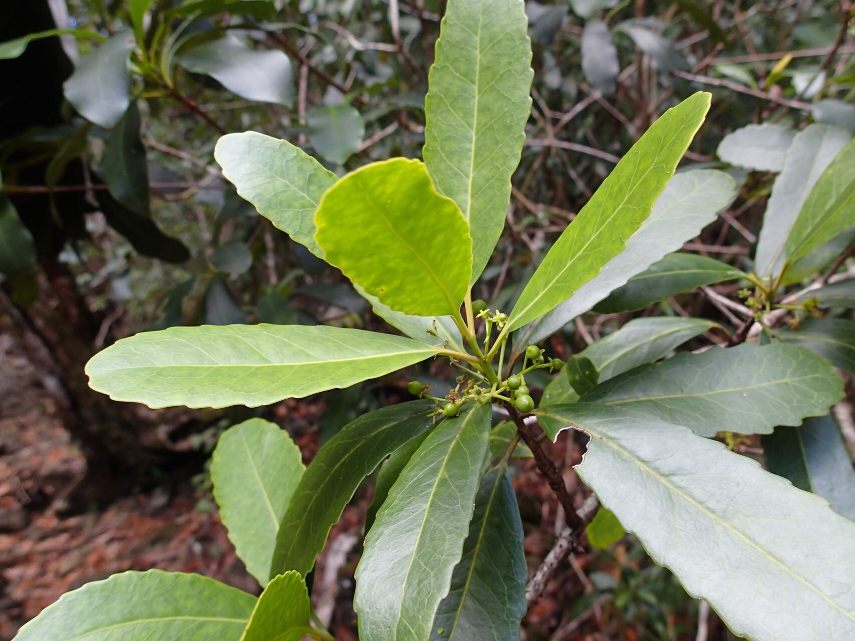 Elaeodendron cunninghamii leaf