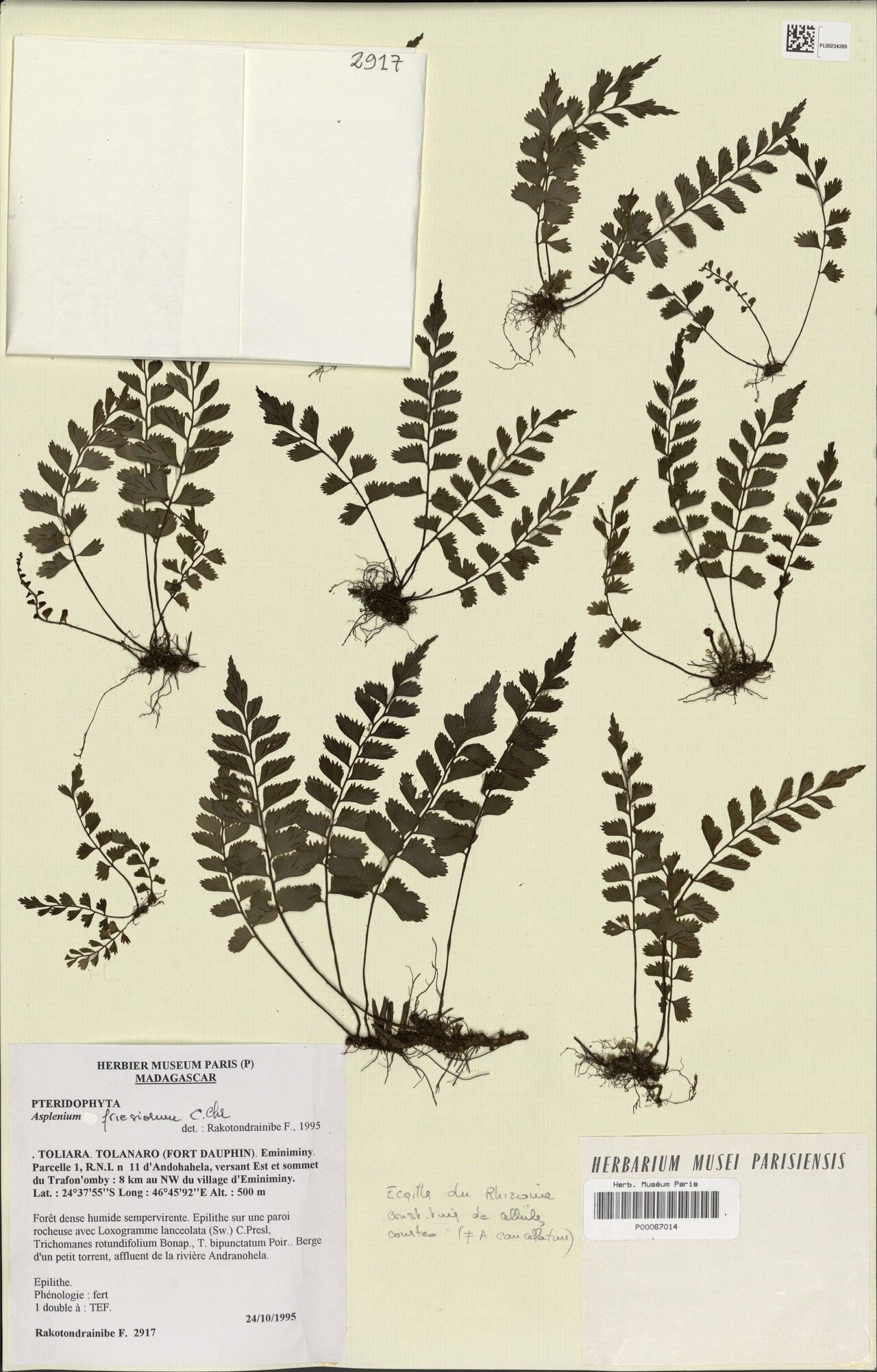 Asplenium eminiminyense — houseplant care guide