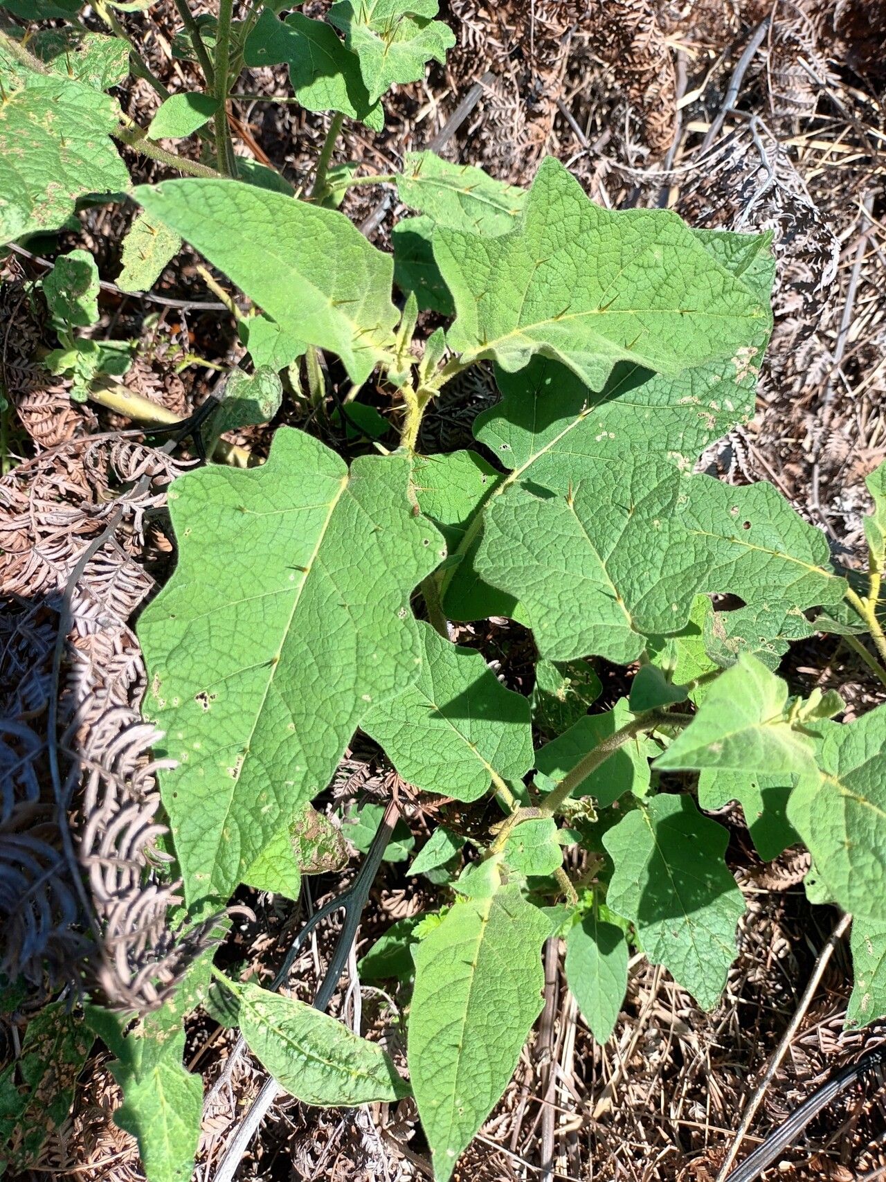 Solanum sulphureum — houseplant care guide