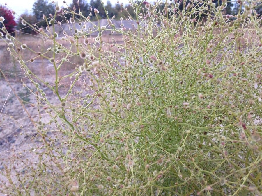 Cycloloma atriplicifolium flower