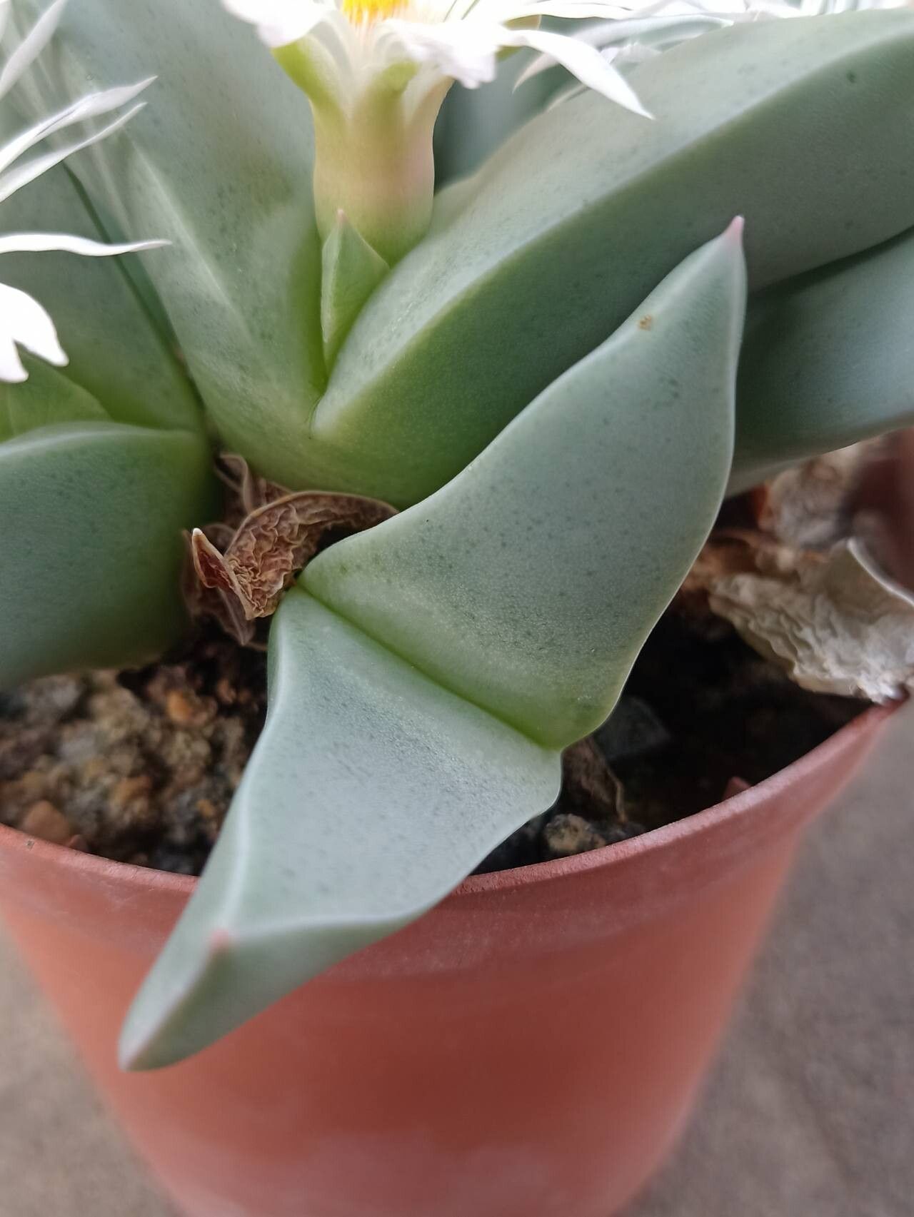 Conophytum herreanthus — houseplant care guide