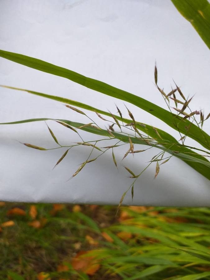 Hakonechloa macra flower