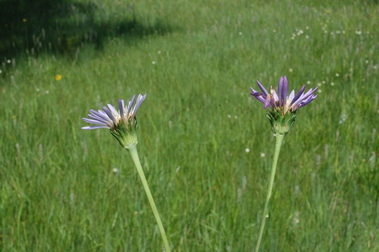 Oreostemma elatum habit