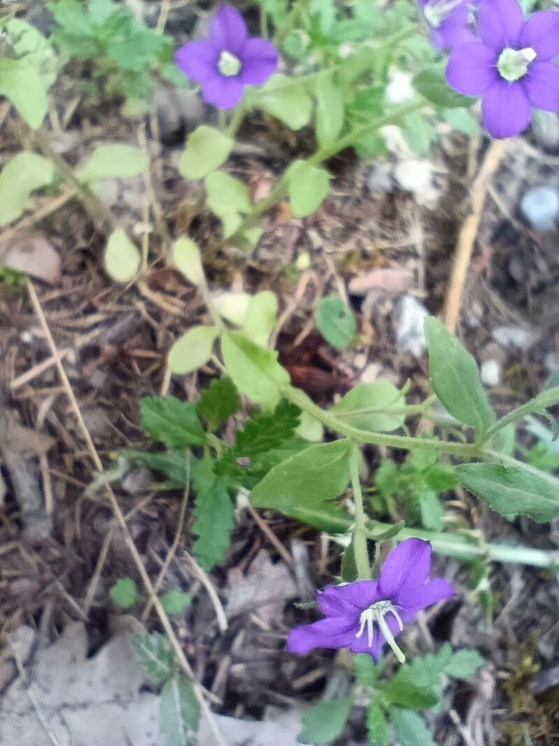 Legousia speculum-veneris leaf