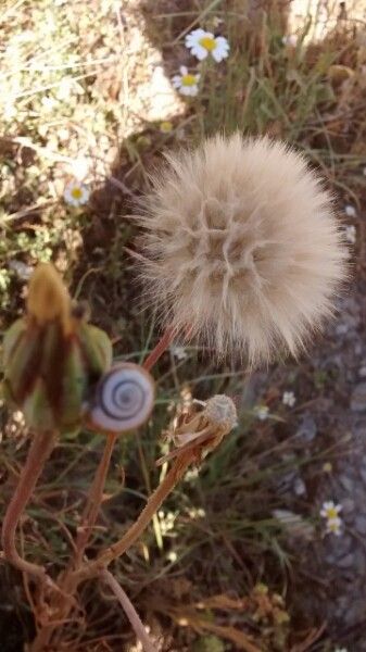 Podospermum laciniatum fruit