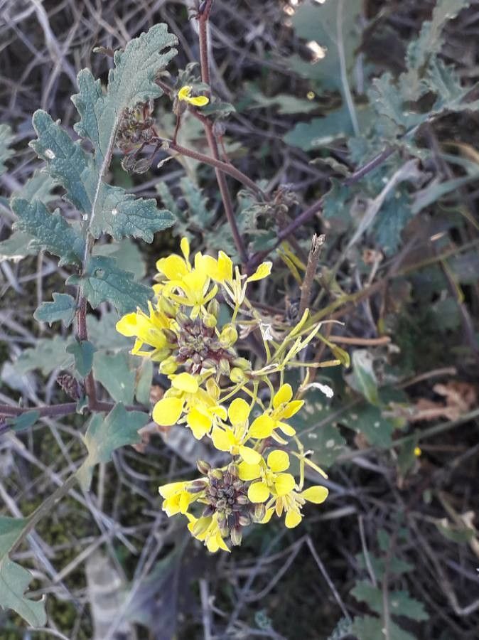 Erucastrum nasturtiifolium flower