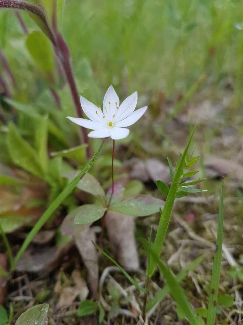Lysimachia europaea flower