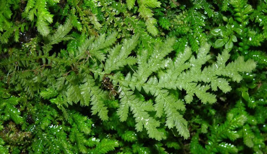 Selaginella flagellata habit
