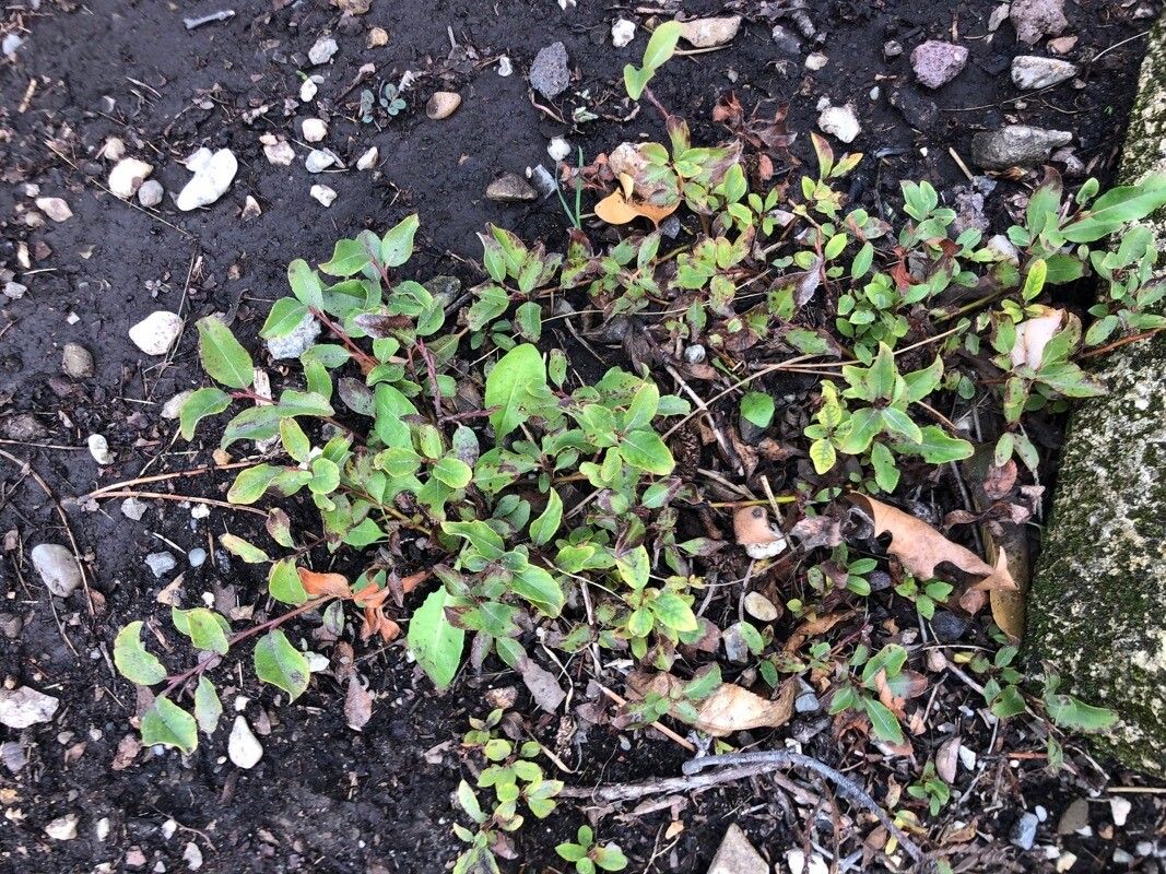 Salix saposhnikovii — houseplant care guide