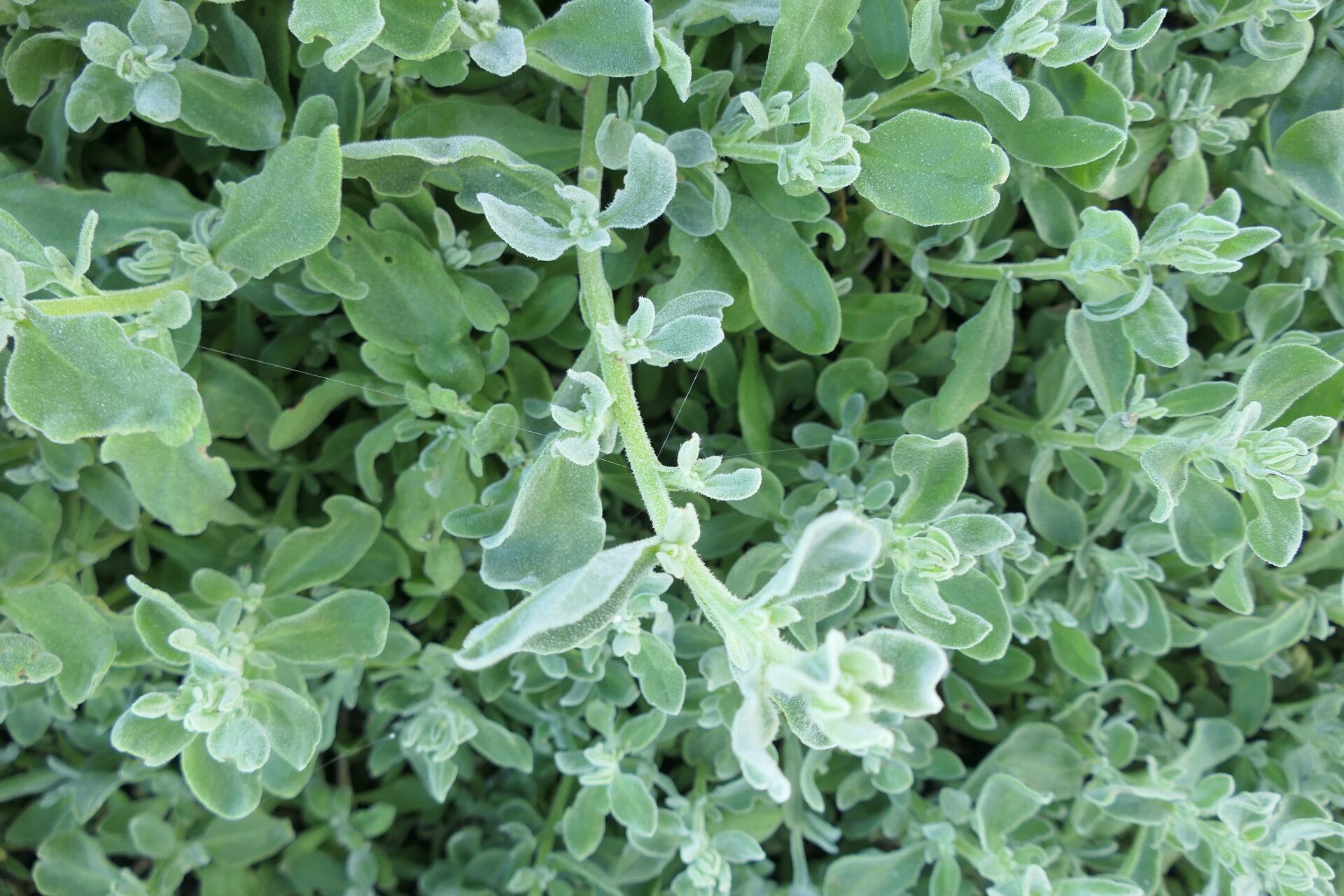 Tetragonia decumbens bark