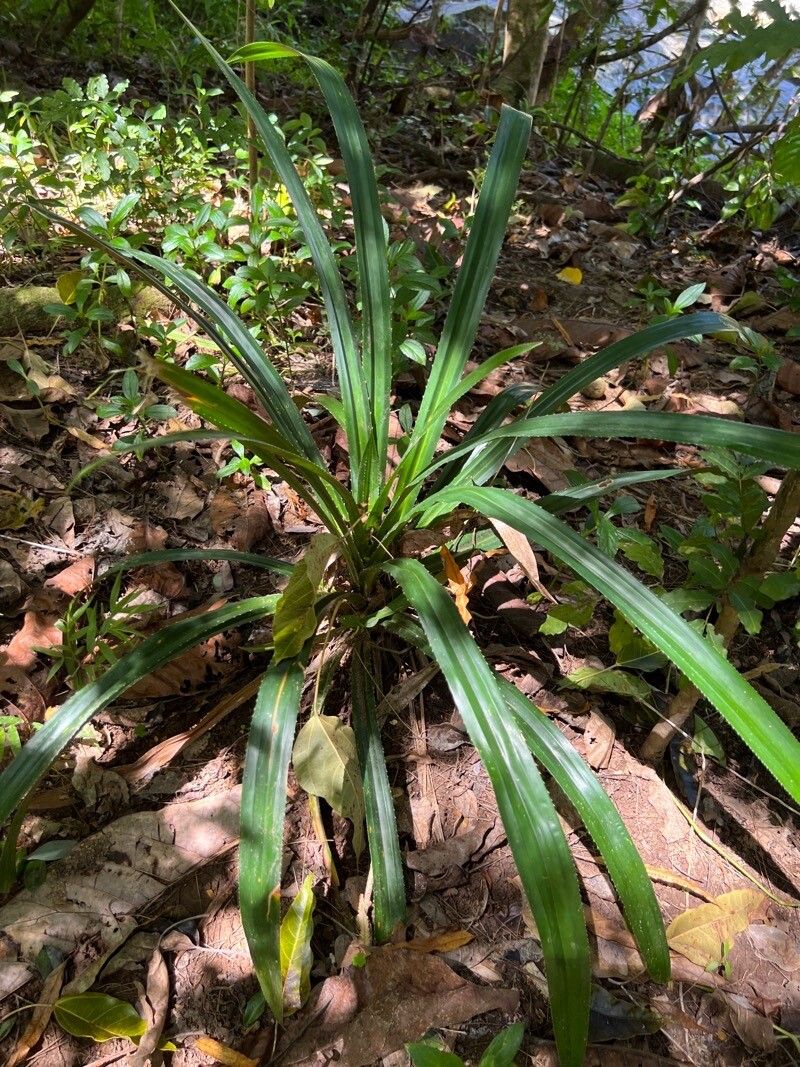 Pandanus macrocarpus — search result for 'Pandanus'