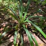 Pandanus macrocarpus