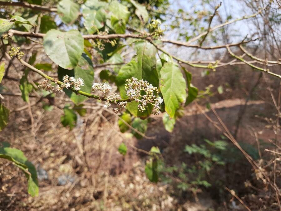 Ehretia cymosa flower