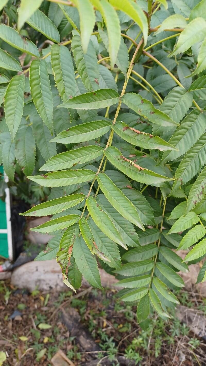 Senna petersiana leaf