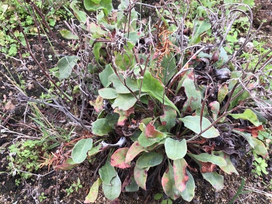 Limonium puberulum — houseplant care guide