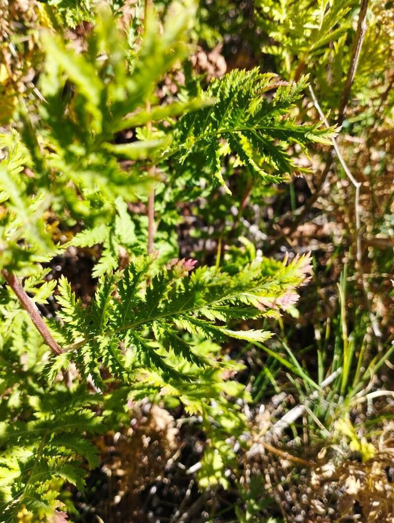 Tanacetum siculum — search result for 'Tanacetum'