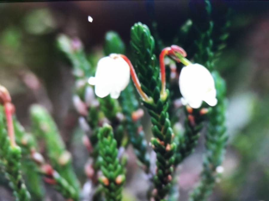 Cassiope tetragona — search result for 'Norway'