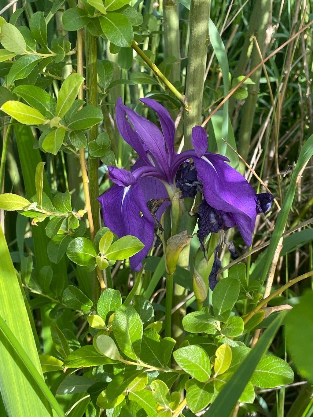 Iris laevigata habit