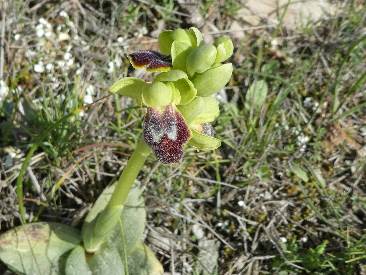 Ophrys marmorata bark