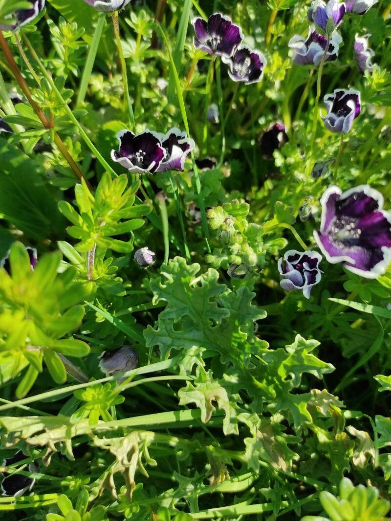 Nemophila maculata leaf