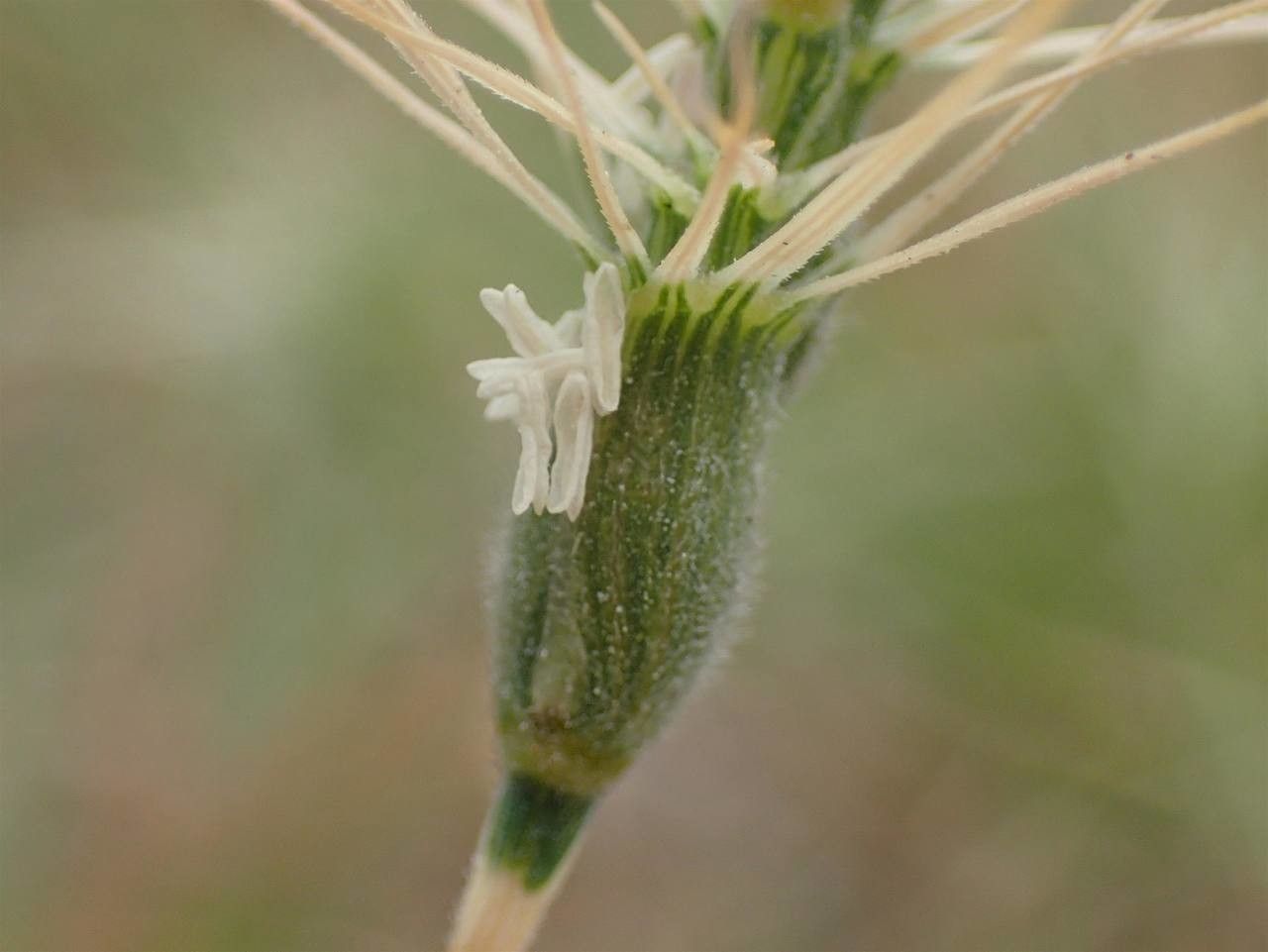 Aegilops neglecta flower