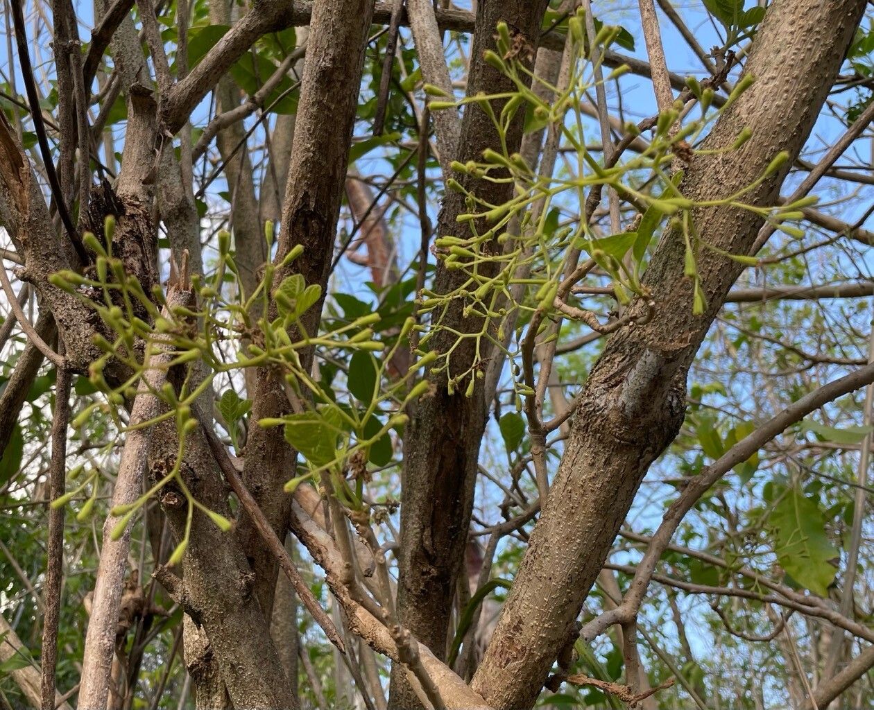 Pisonia margaretiae bark
