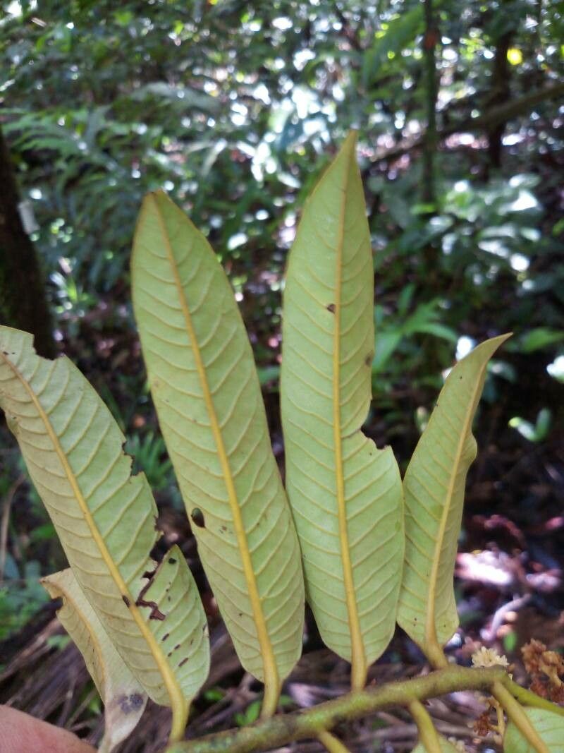 Virola surinamensis — search result for 'Suriname'