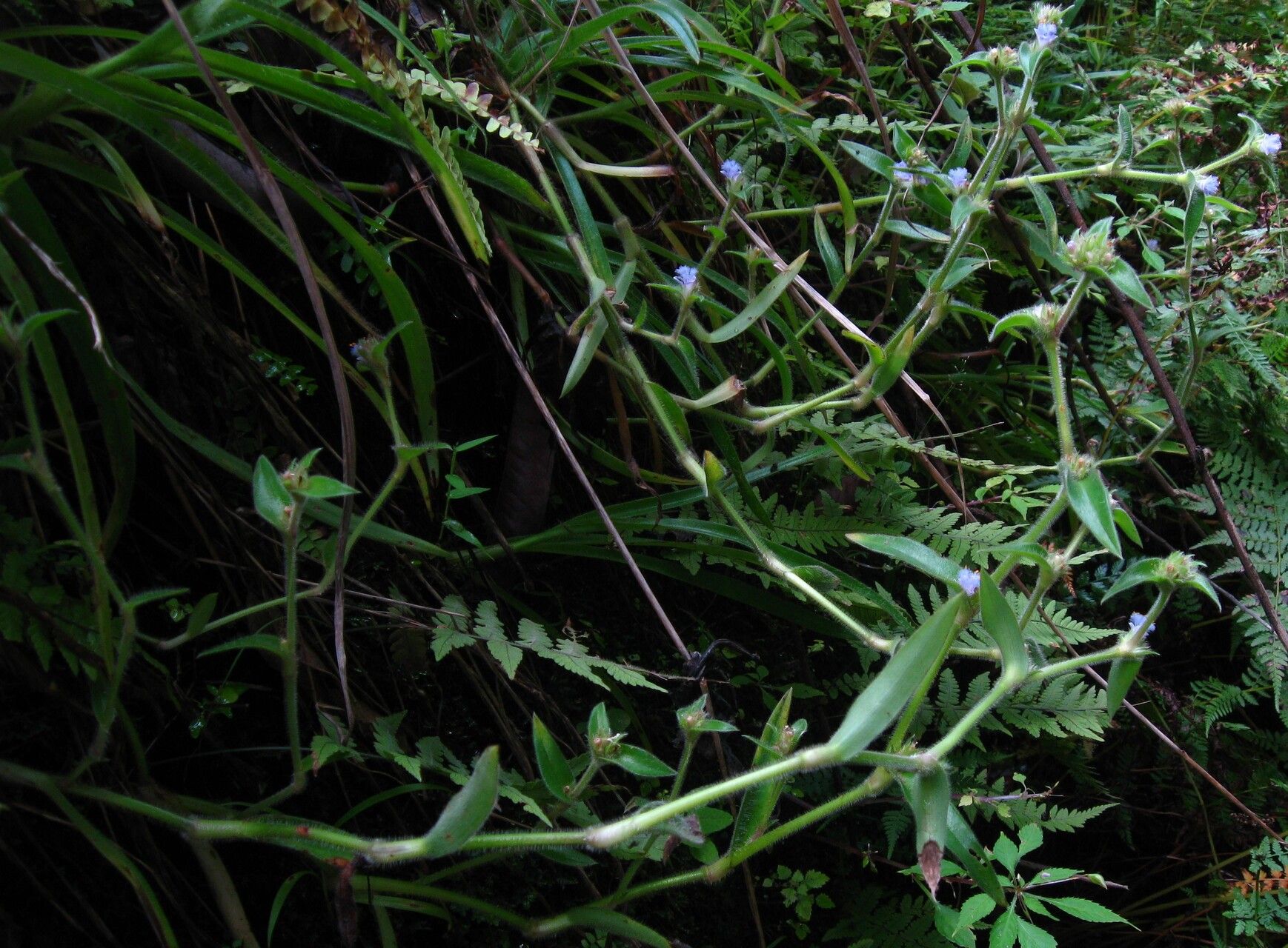 Cyanotis arachnoidea habit