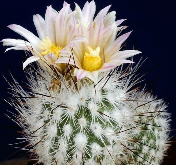 Rapicactus zaragosae — related species from the same genus