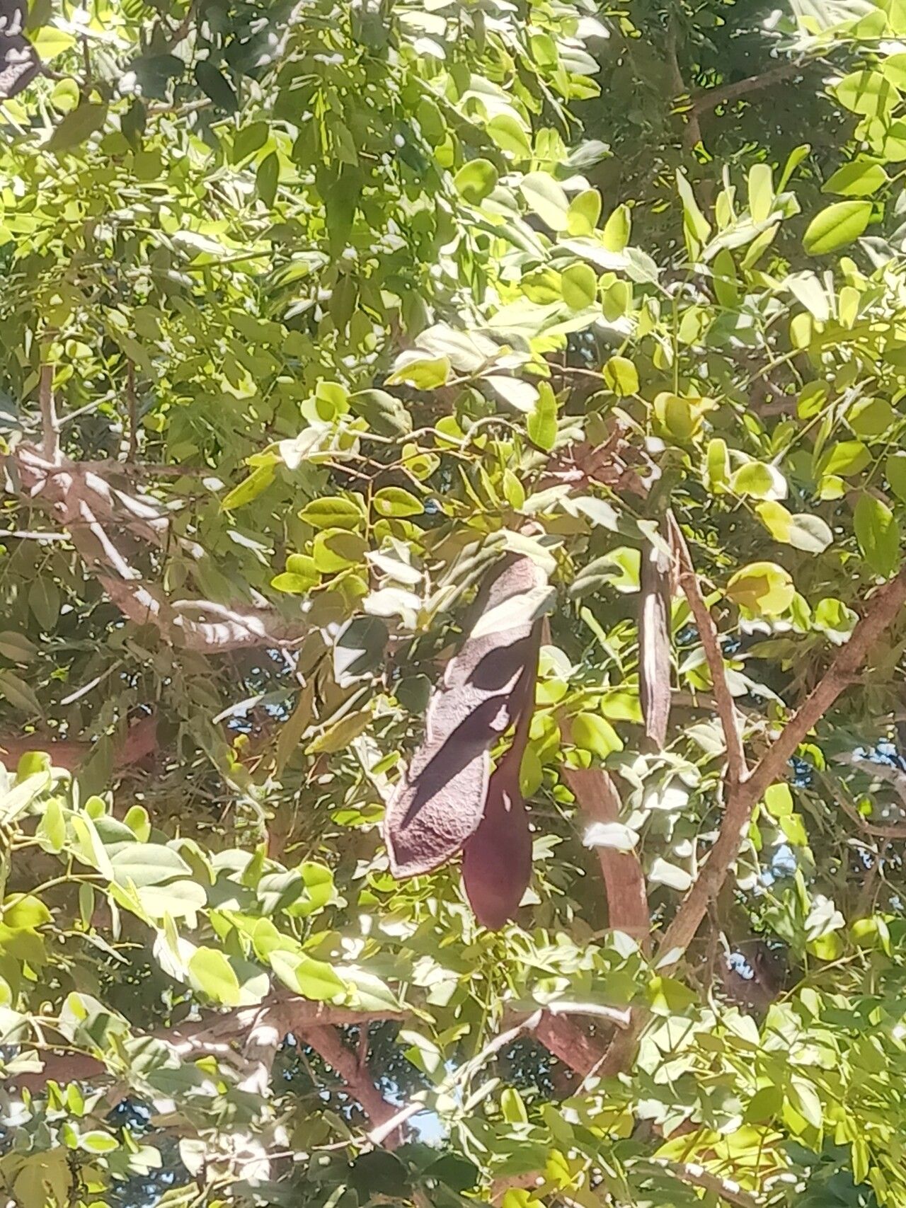 Erythrophleum couminga fruit