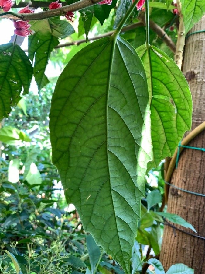 Pavonia strictiflora leaf