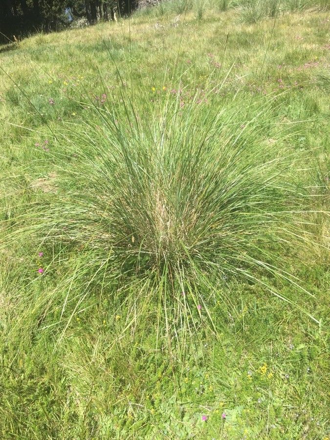 Festuca burgundiana habit