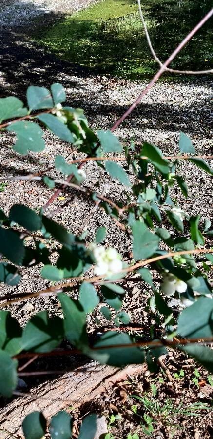 Symphoricarpos rotundifolius fruit
