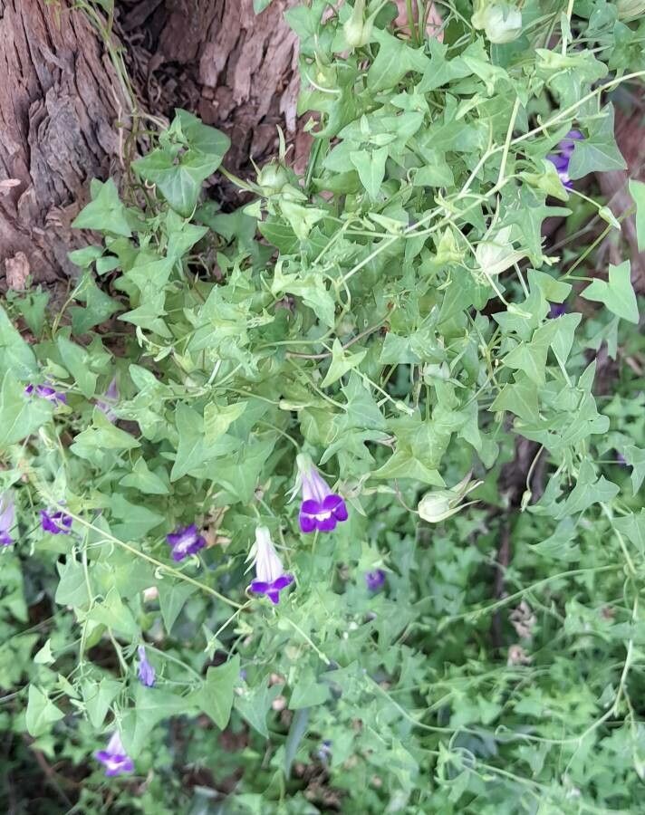 Maurandya antirrhiniflora habit